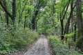 Waldweg