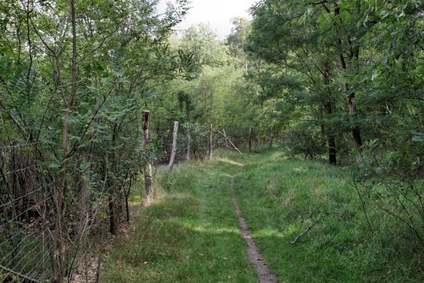 Waldweg