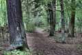 Waldweg