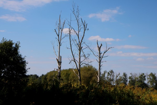 Feldflur Bäume