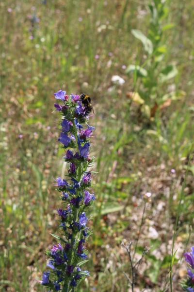 Blüte