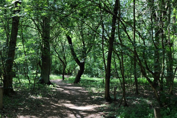 Waldweg