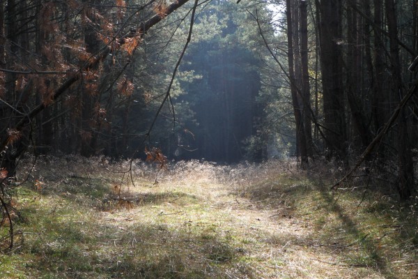 Boeker Wald