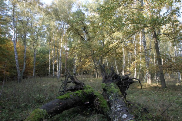 Boeker Wald