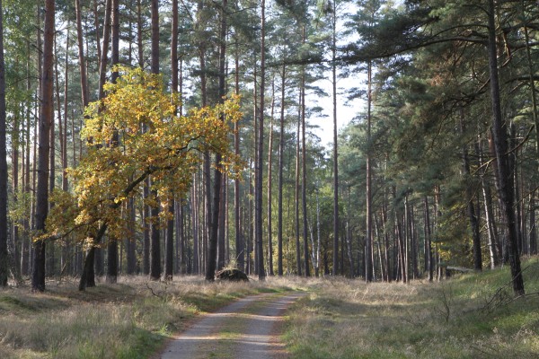 Boeker Wald