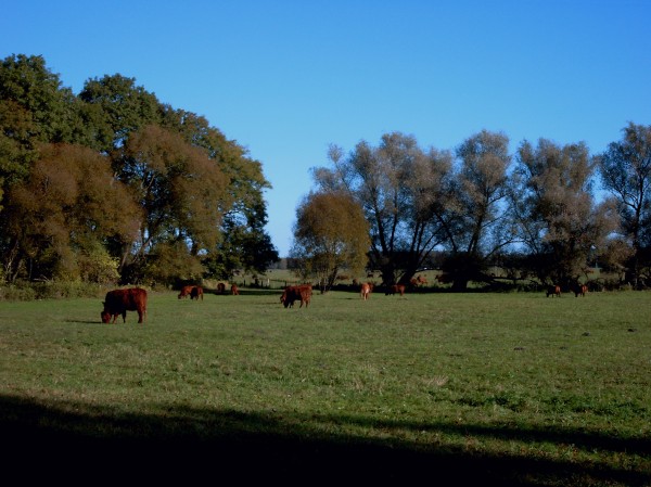 Rinderweide