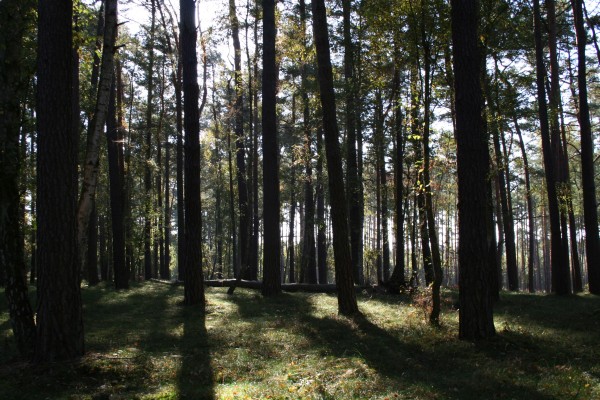 Boeker Wald