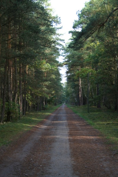 Boeker Wald