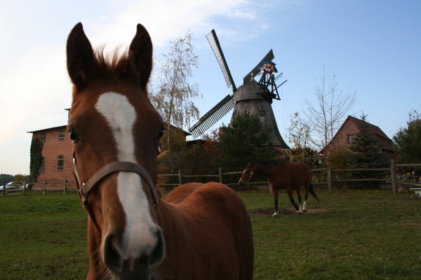 Stadtmühle - Pferd 