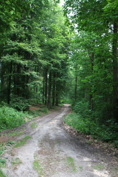 Waldweg