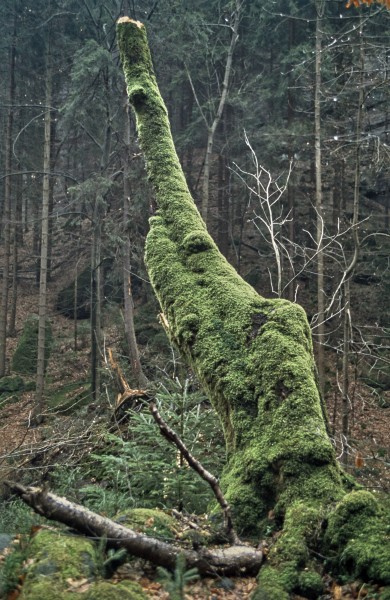 Baumstumpf