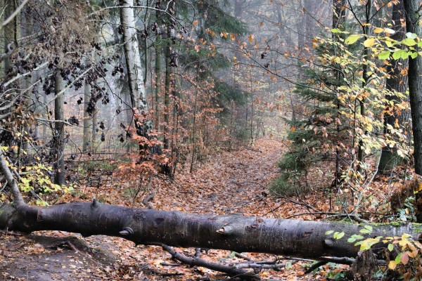 Oberer Kohlweg