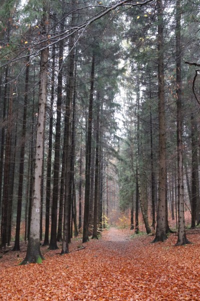 Oberer Kohlweg