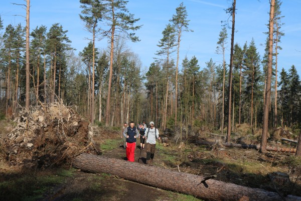 Waldweg Königstein