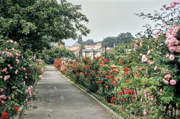 Gartenanlage