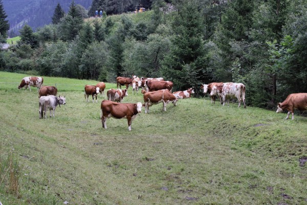 Kuhherde