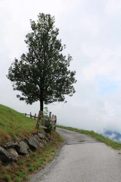 Burgstaller Waldweg