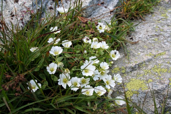 Alpen-Hornkraut