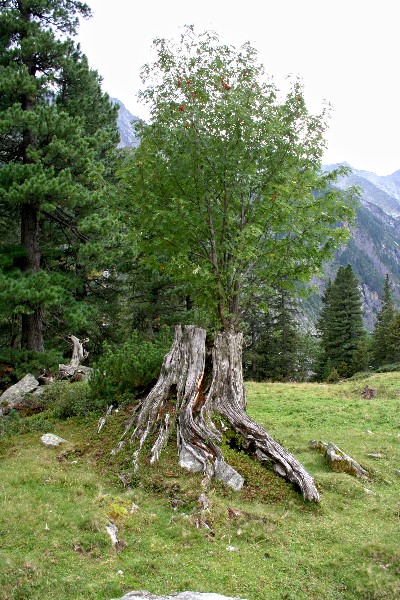 Baum