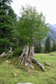 Baum