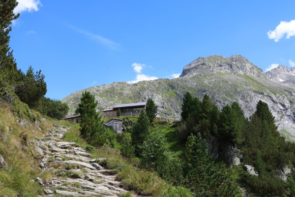 Weg zur Alpenrose