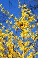 Forsythien