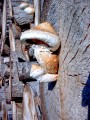 Pilz