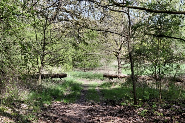 Waldweg
