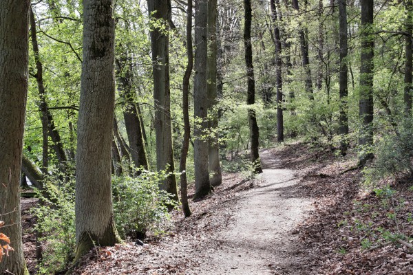 Waldweg