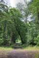 Waldweg