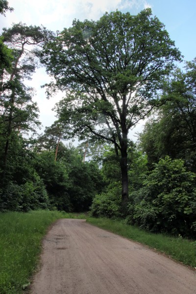Oberförstereiweg