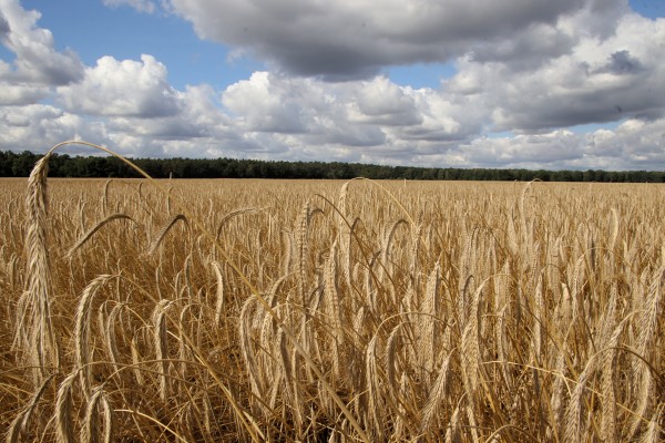 Roggenfeld