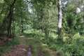 Waldweg