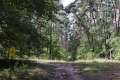 Waldweg