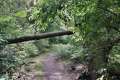 Waldweg