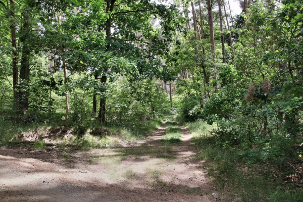 Waldweg
