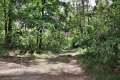 Waldweg