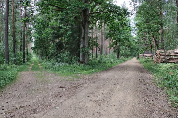 Waldweg