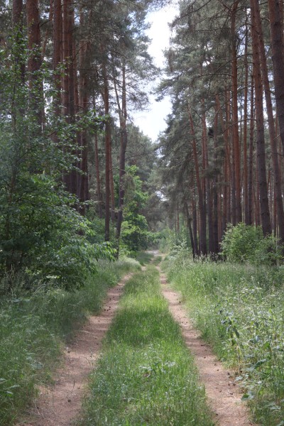 Waldweg