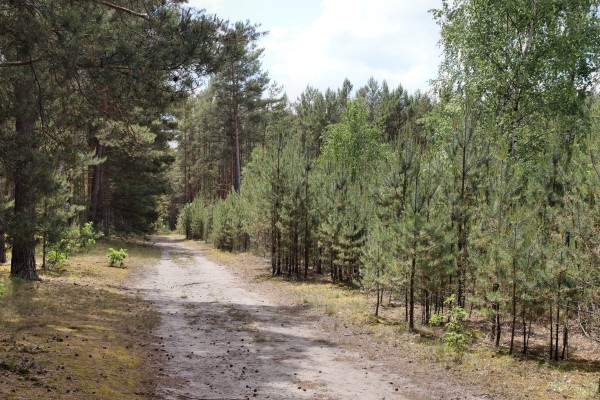Waldweg