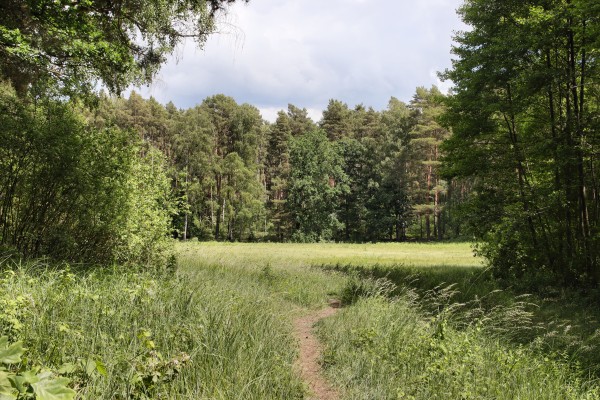 Löcknitzwiesen