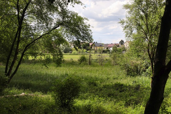 Löcknitzwiesen