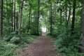 Waldweg