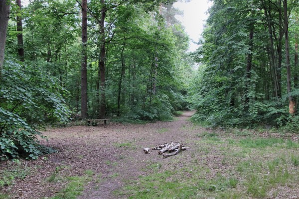 Waldweg