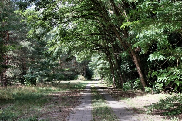 Waldweg