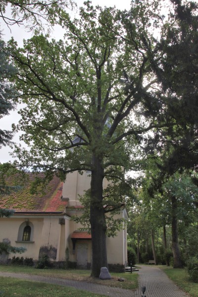 Sedaneiche