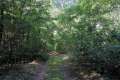 Waldweg