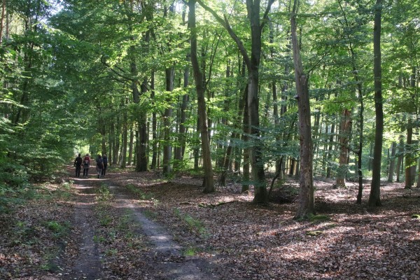 Waldweg