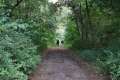 Waldweg