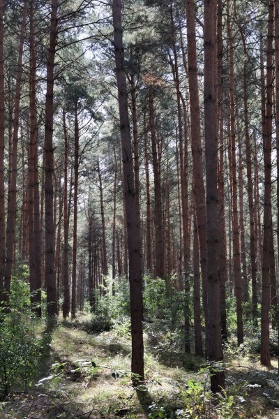 Ribbecker Heide
